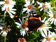 Vanessa atalanta