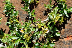 Searsia longispina