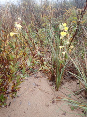 Oenothera oakesiana