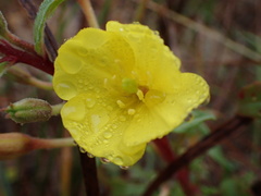 Oenothera oakesiana