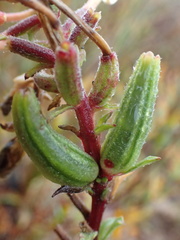 Oenothera oakesiana