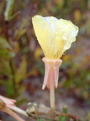Oenothera oakesiana