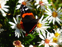 Vanessa atalanta