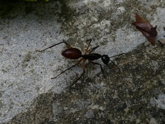 Dinomyrmex gigas borneensis