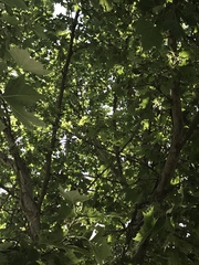Platanus racemosa
