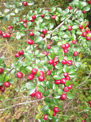 Cotoneaster apiculatus