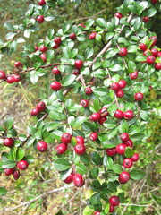 Cotoneaster apiculatus