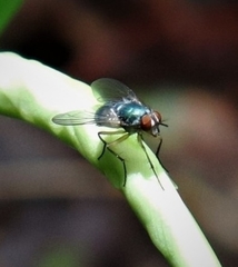 Dyscritomyia