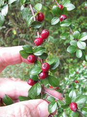 Cotoneaster apiculatus