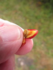 Cotoneaster apiculatus