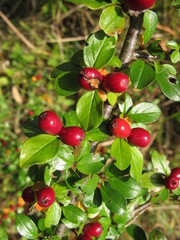Cotoneaster apiculatus