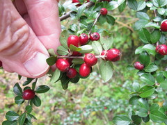 Cotoneaster apiculatus