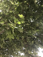 Platanus racemosa