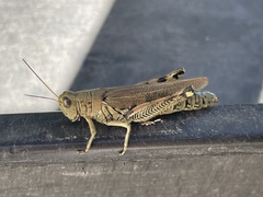 Melanoplus differentialis