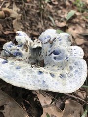 Lactarius indigo