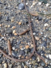 Macrocystis pyrifera