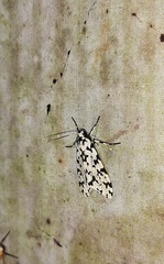 Eucereon tigrata