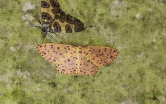 Anisodes prunelliaria