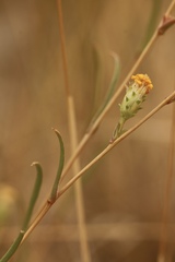 Pyrrocoma racemosa paniculata