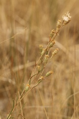 Pyrrocoma racemosa paniculata