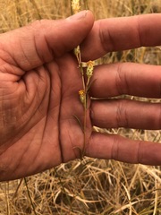 Pyrrocoma racemosa paniculata