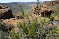 Anginon fruticosum