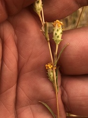 Pyrrocoma racemosa paniculata