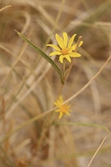 Pyrrocoma racemosa paniculata