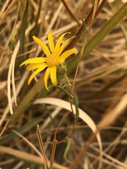Pyrrocoma racemosa paniculata