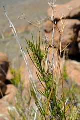 Anginon fruticosum