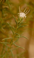 Ericameria albida