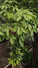 Casimiroa