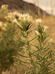 Ericameria albida