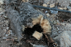 Cephalocereus senilis