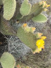 Opuntia huajuapensis
