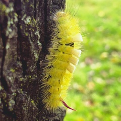Calliteara pudibunda