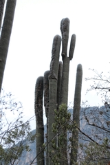 Cephalocereus senilis