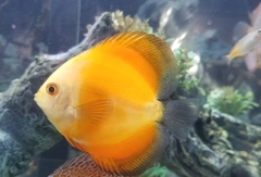 Symphysodon
