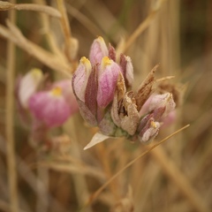 Chloropyron maritimum canescens