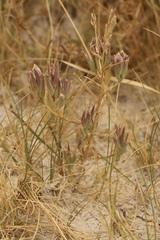 Chloropyron maritimum canescens