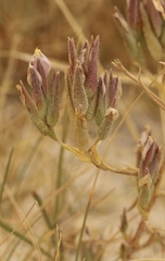 Chloropyron maritimum canescens