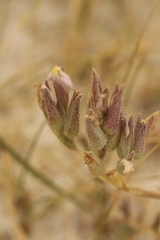 Chloropyron maritimum canescens