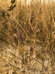 Chloropyron maritimum canescens