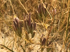Chloropyron maritimum canescens