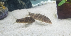 Botia striata