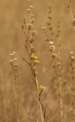 Pyrrocoma racemosa paniculata