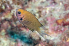 Pycnochromis pacifica