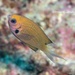 Pacific Bronze Chromis - Photo (c) Craig Fujii, some rights reserved (CC BY-NC-ND), uploaded by Craig Fujii