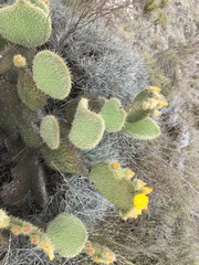 Opuntia huajuapensis