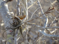 Tillandsia streptocarpa